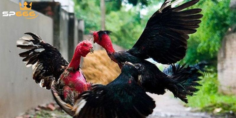 Chiến thuật & mẹo tăng cơ hội thắng