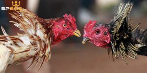 Chuẩn bị trước khi chơi đá gà SP666