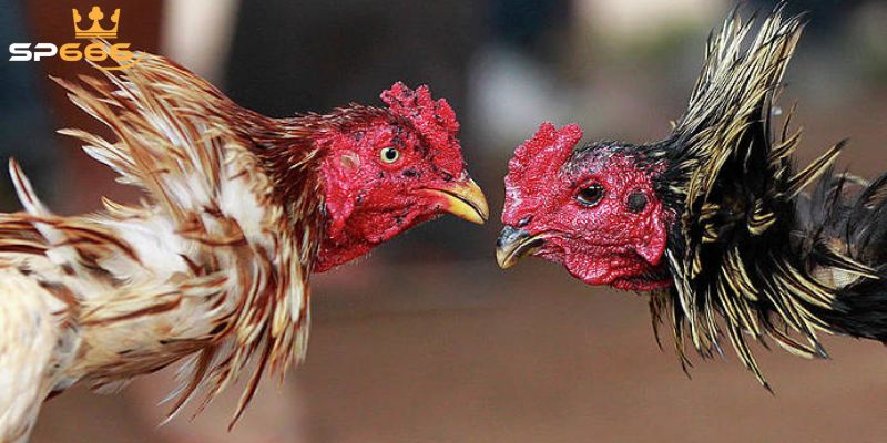 Chuẩn bị trước khi chơi đá gà SP666